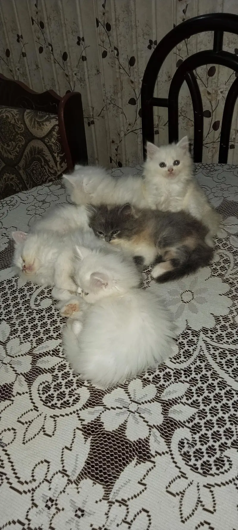 white persian kitten — photo 3