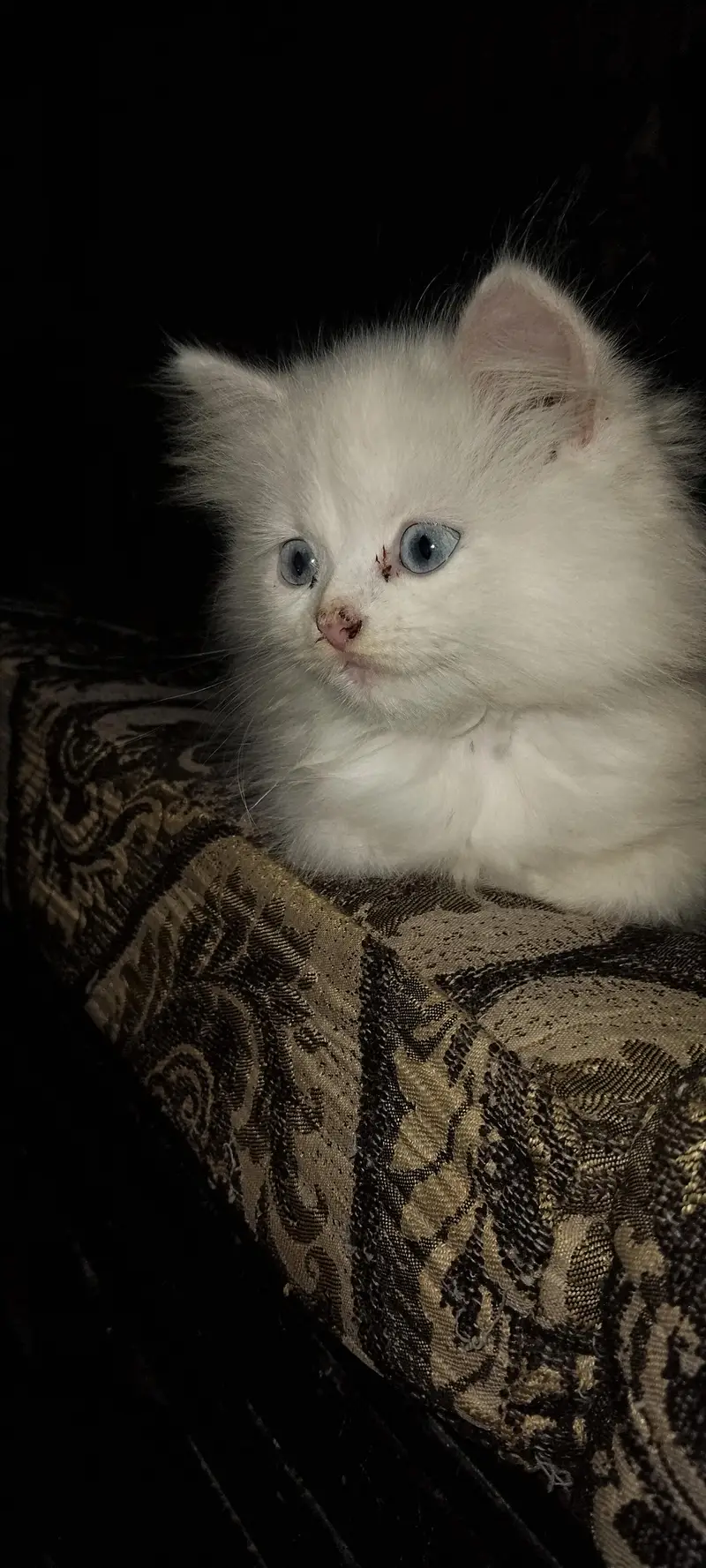 white persian kitten — photo 4