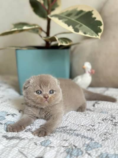 100% Pure Breed Scottish Fold | Imported From Russia