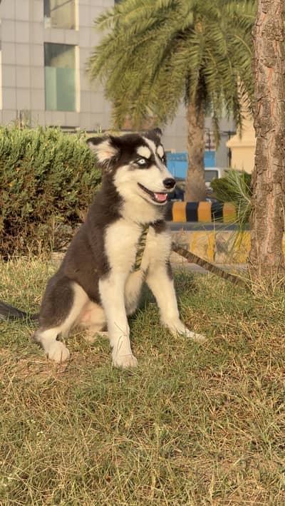 Siberian huskey Blue Eyes