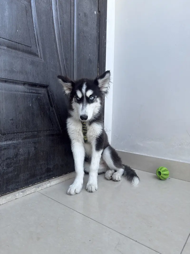 Siberian huskey Blue Eyes — photo 2