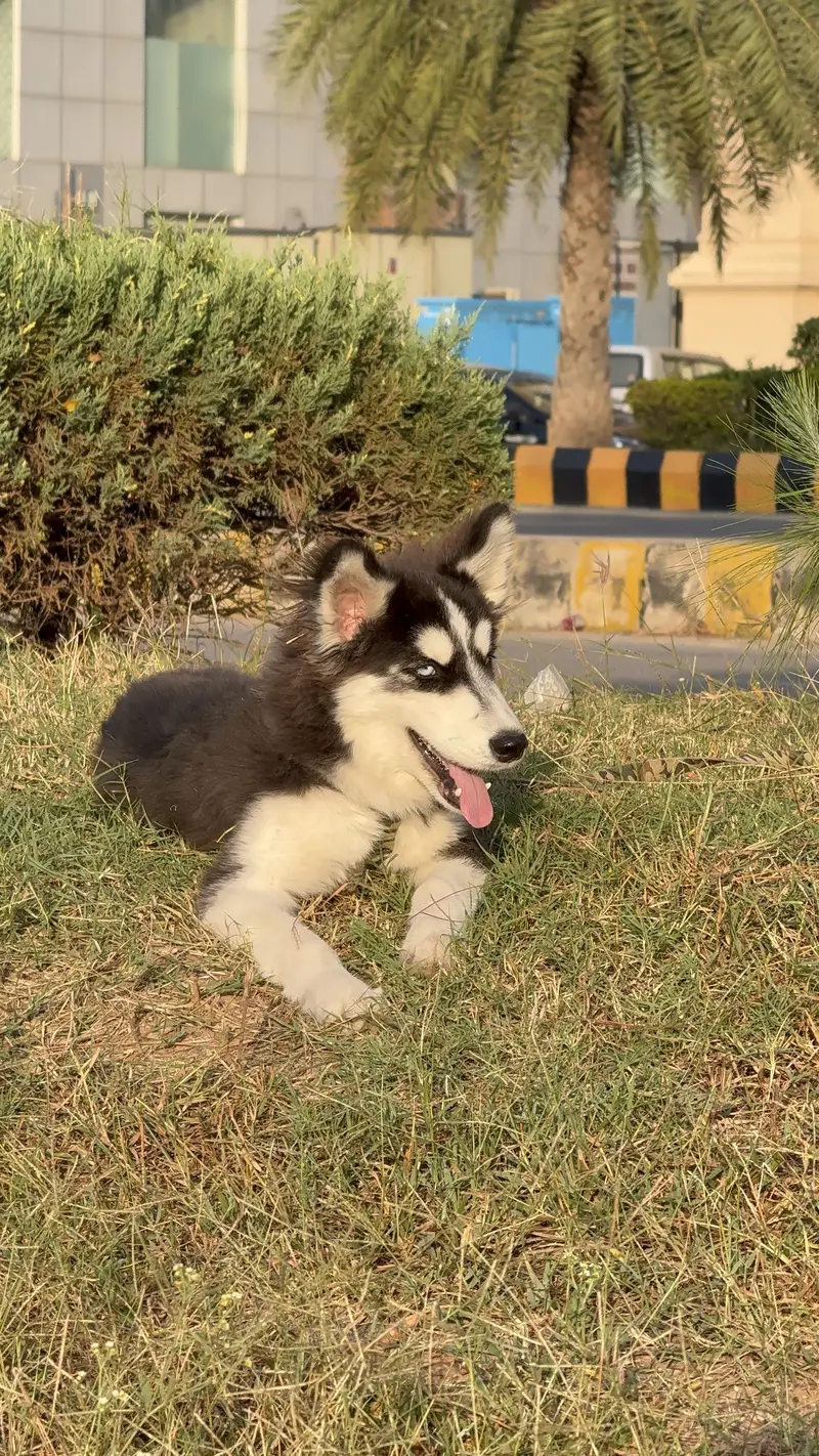 Siberian huskey Blue Eyes — photo 3