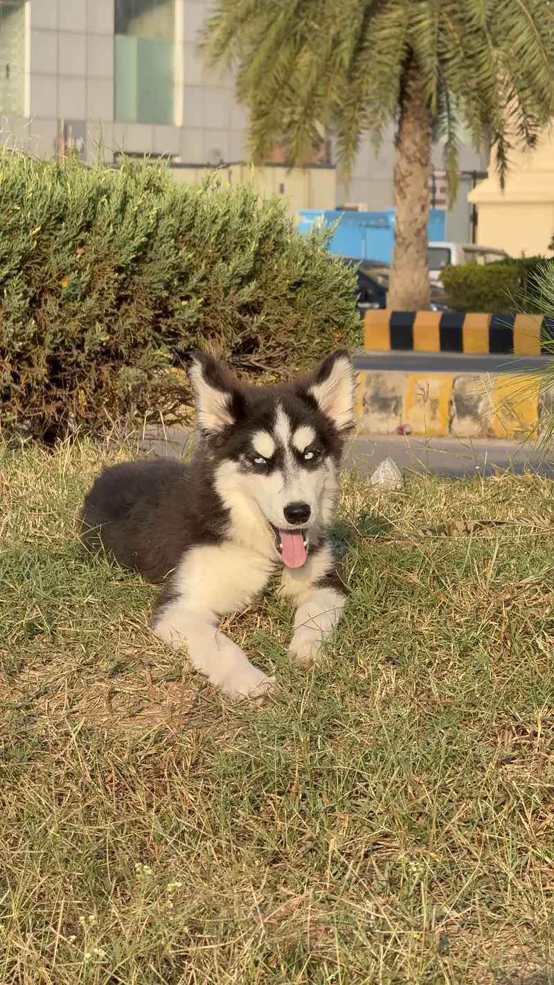 Siberian huskey Blue Eyes — photo 5