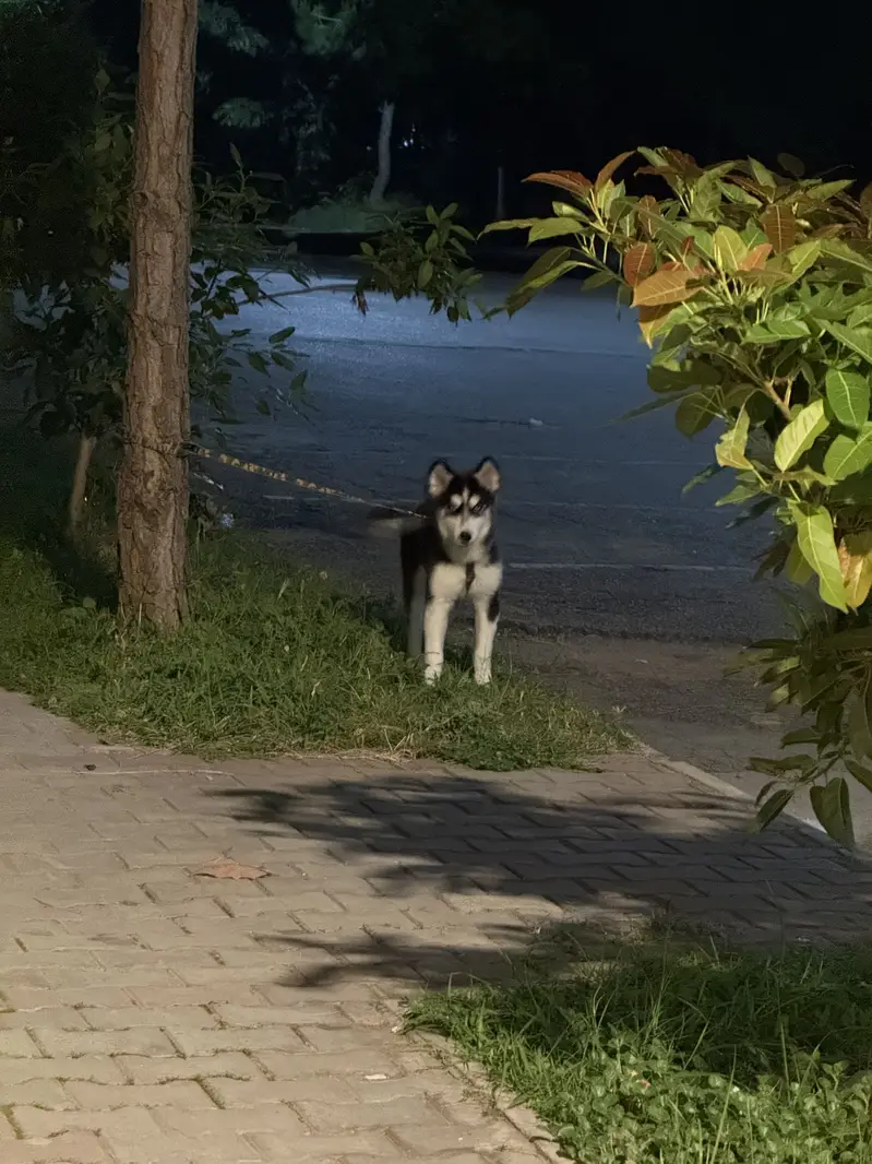 Siberian huskey Blue Eyes — photo 6