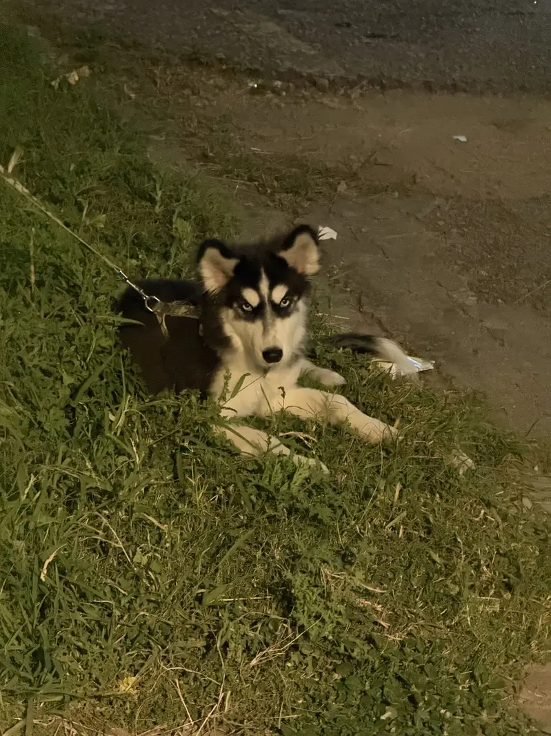 Siberian huskey Blue Eyes — photo 7