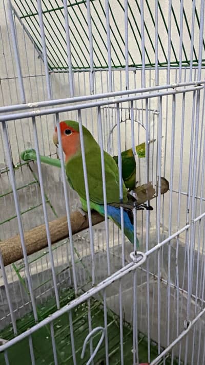 Lovebird rosecolli male breeder