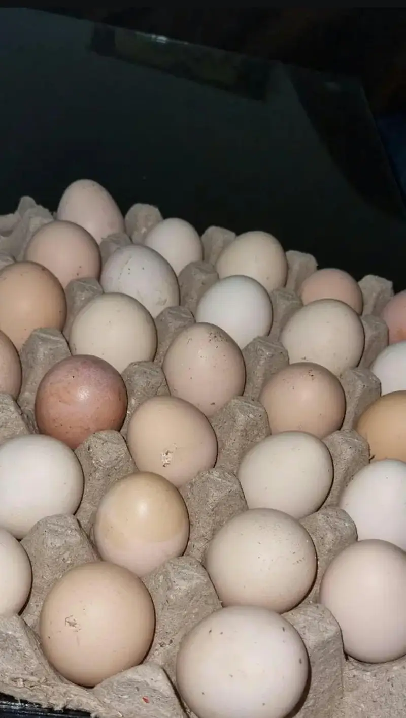 desi eggs available — photo 2