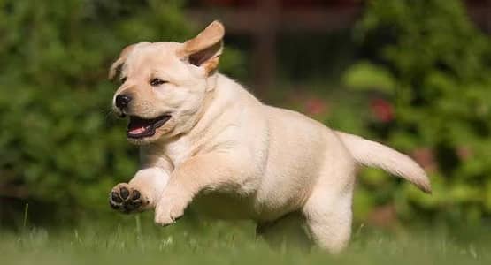 Labrador male puppy Healthy, Active
