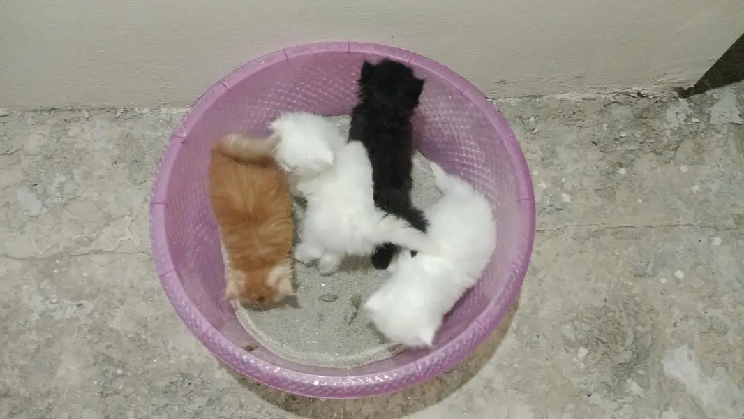 Cute Little Fur Babies for Sale — photo 3