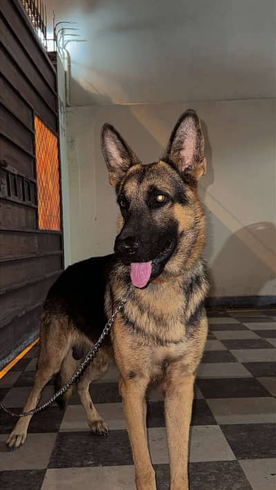 8 months German  Shepherd Single Coat trained dog