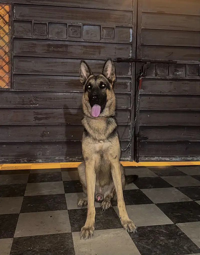 8 months German  Shepherd Single Coat trained dog — photo 2