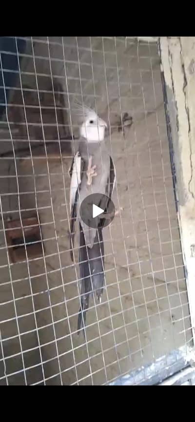 breeder pair for sale.