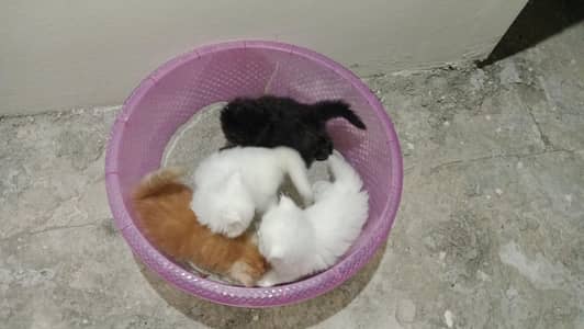 Lovely Kittens Available in Lahore