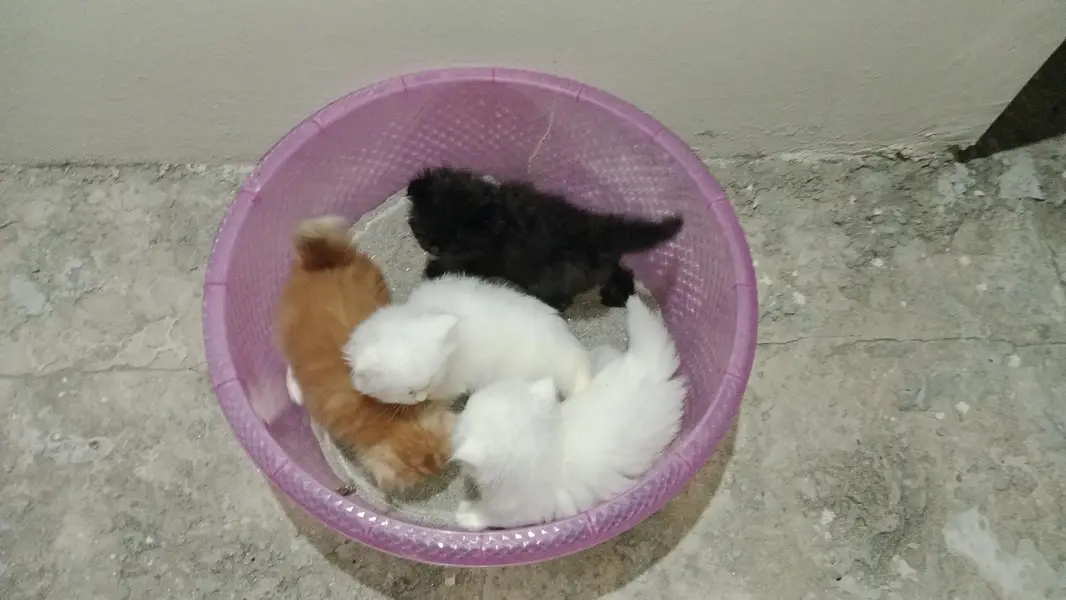 Lovely Kittens Available in Lahore — photo 2