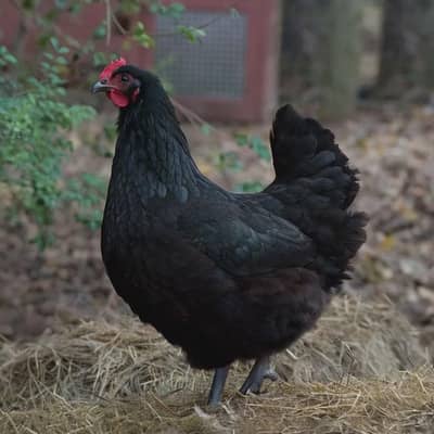 pure lohman brown, astrolop, RIR, golden misri fully healthy & active