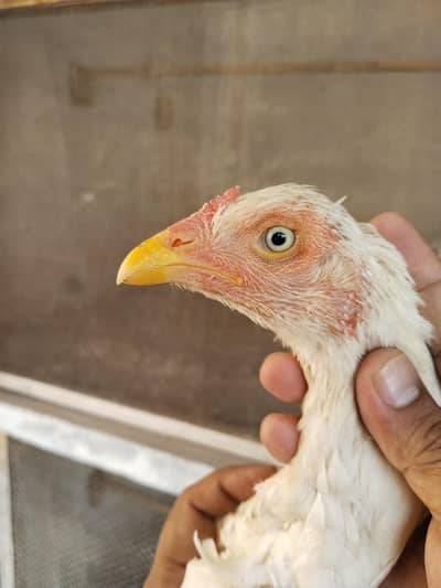 White Heera pathi 03074968775