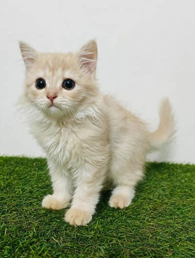 persian kitten for sale