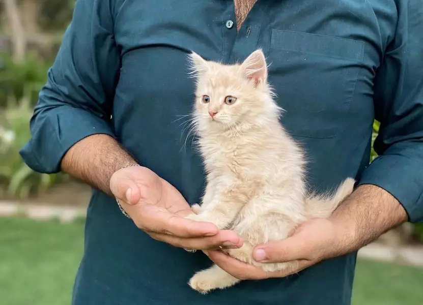 persian kitten for sale — photo 2
