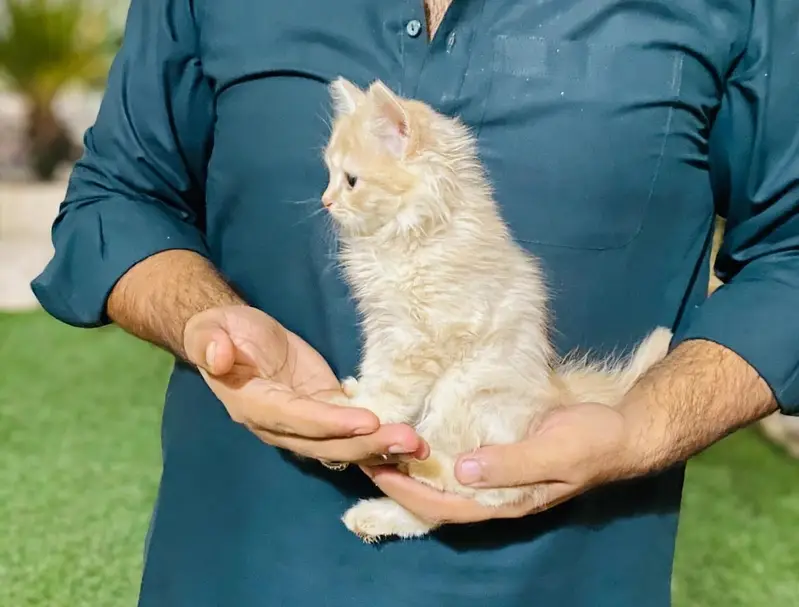 persian kitten for sale — photo 4