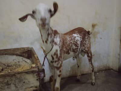 بکرا بربڑا فور سیل چینا کلر