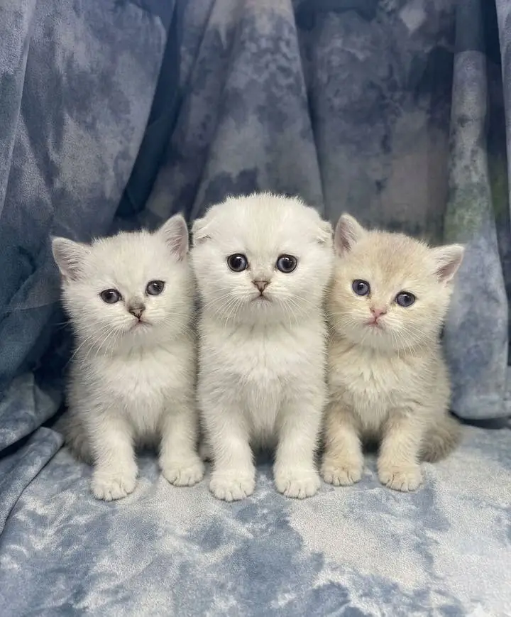 British Shorthair and Scottish Fold Russian Imported Premium Kittens — photo 3