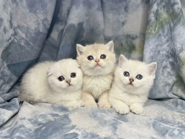 British Shorthair and Scottish Fold Russian Imported Premium Kittens — photo 4
