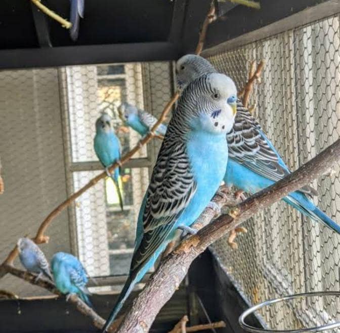 Raw parrot 0