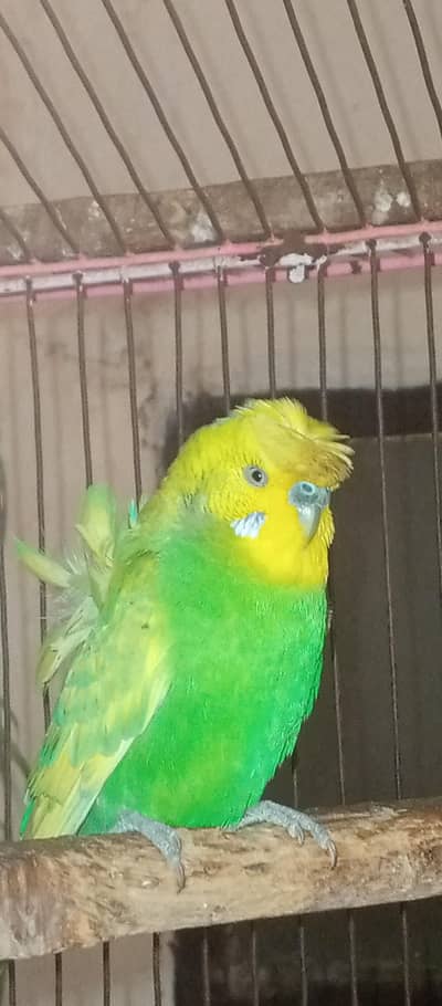 Hogoromo adult  pair for sale