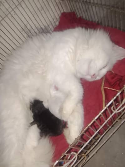 cat for sale 2 bacho k sath
