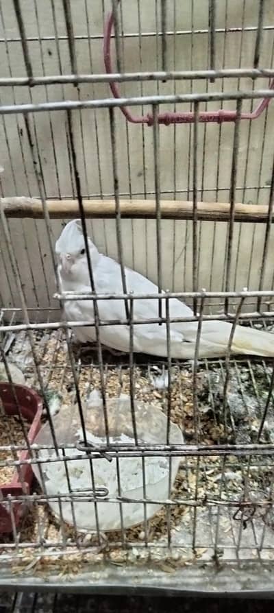 2 cocktail parrot for sell