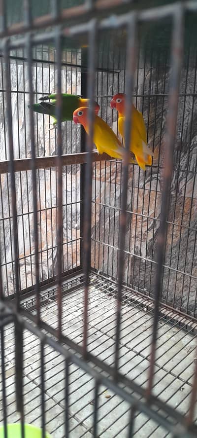 Love Birds cage. .