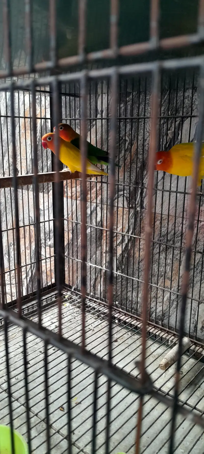 Love Birds cage. . — photo 2