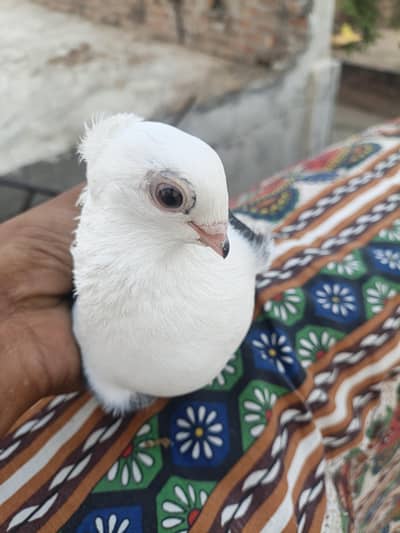 jisko ny bi lyny ha jaldi rabta kry