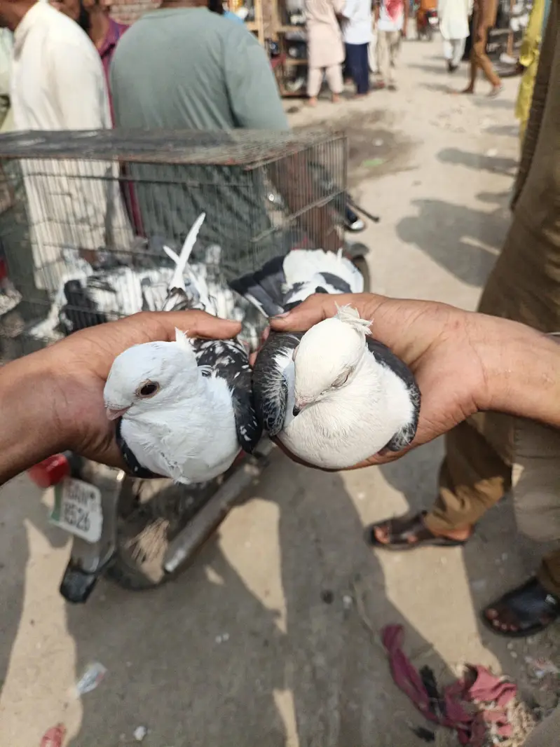 jisko ny bi lyny ha jaldi rabta kry — photo 2