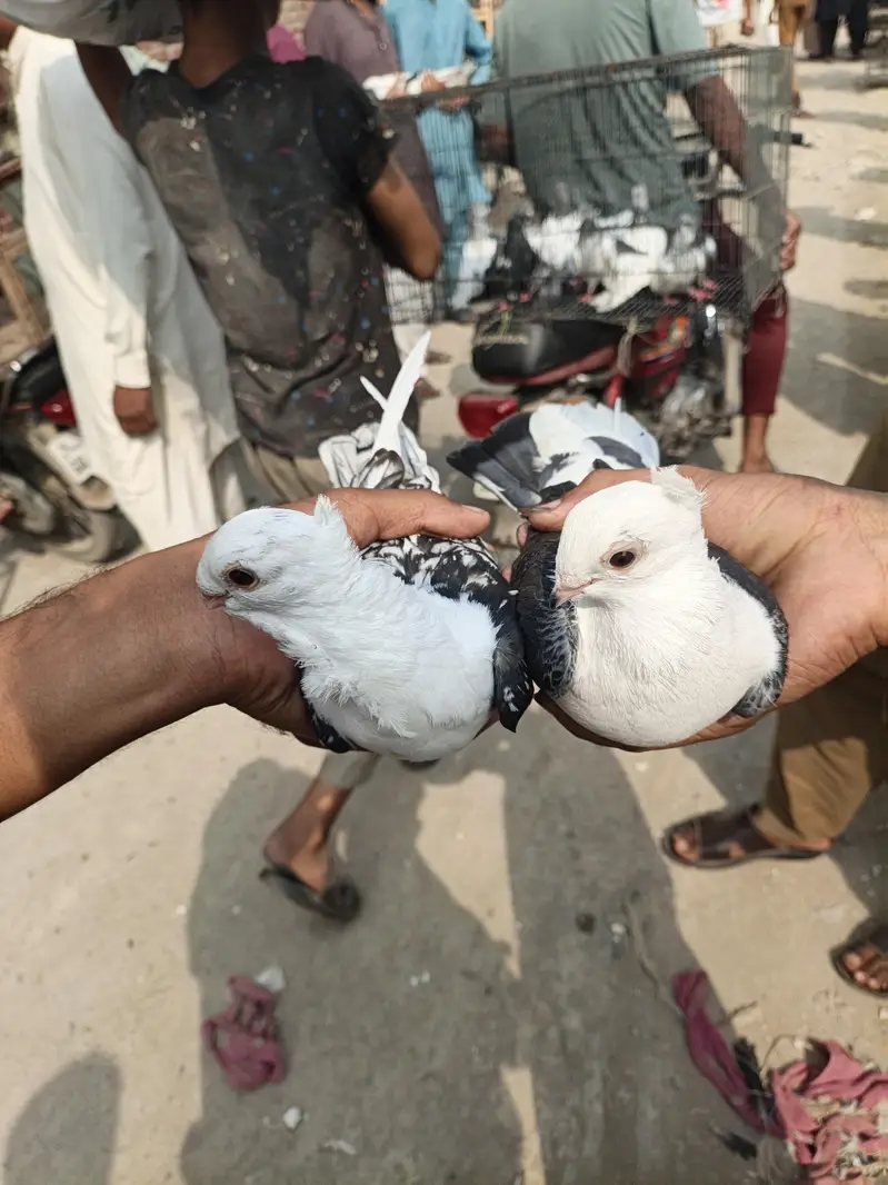 jisko ny bi lyny ha jaldi rabta kry — photo 3