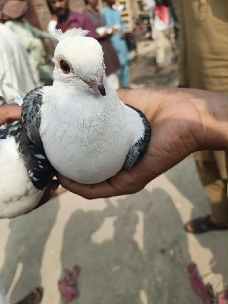 jisko ny bi lyny ha jaldi rabta kry — photo 4