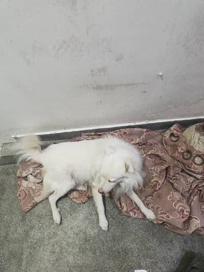 I am selling my dog