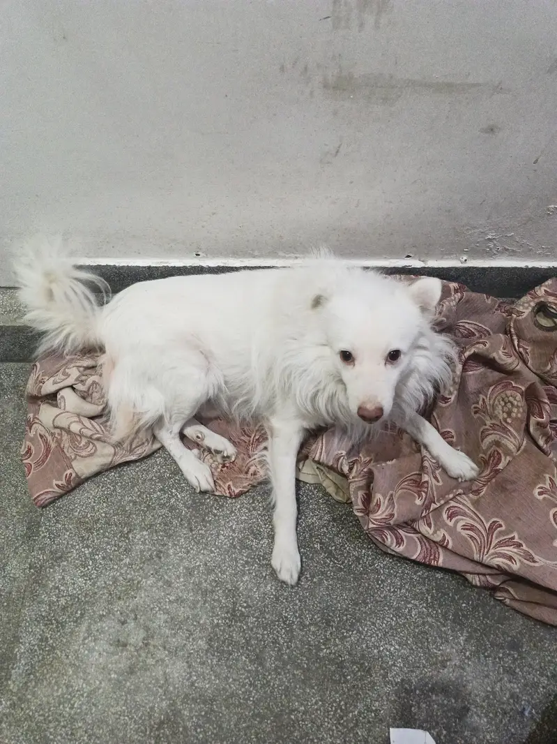 I am selling my dog — photo 2