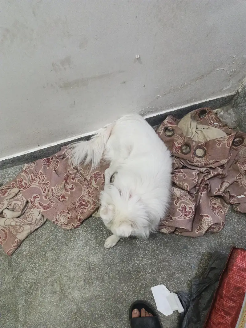I am selling my dog — photo 3