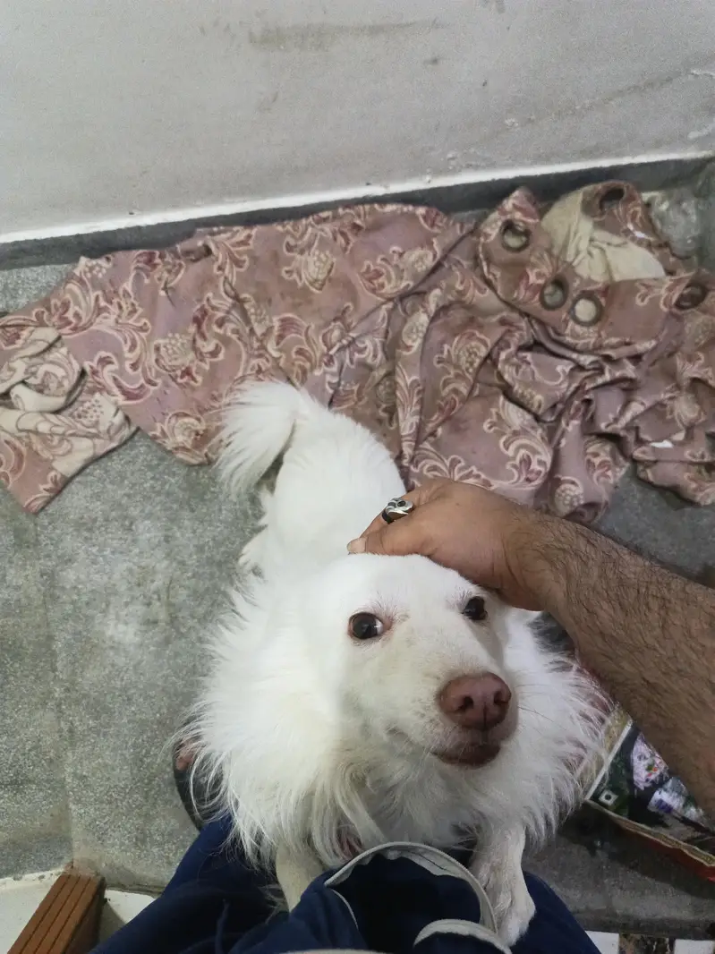I am selling my dog — photo 4