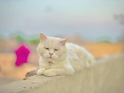 A persion cat 3 rd cot
