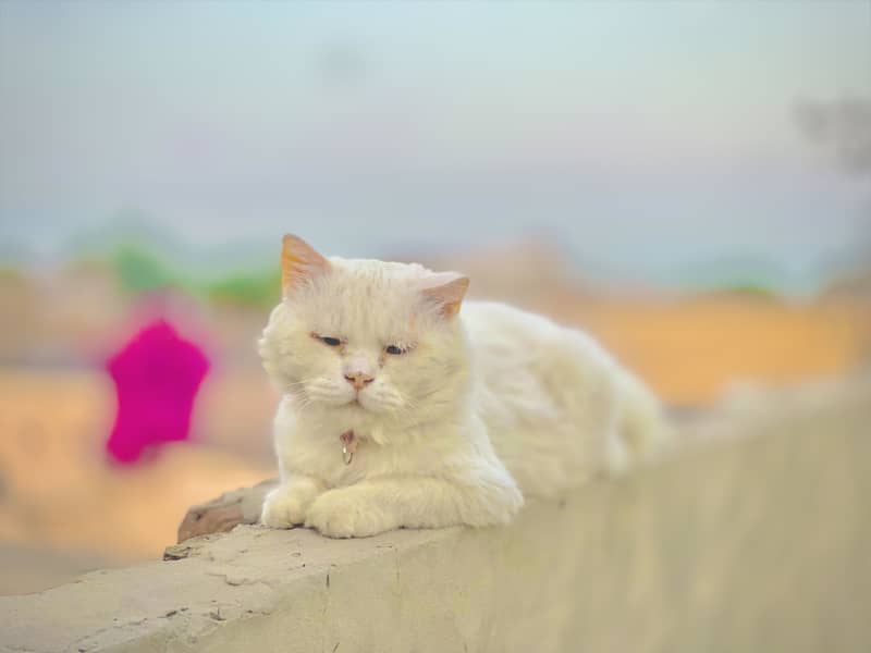 A persion cat 3 rd cot 0