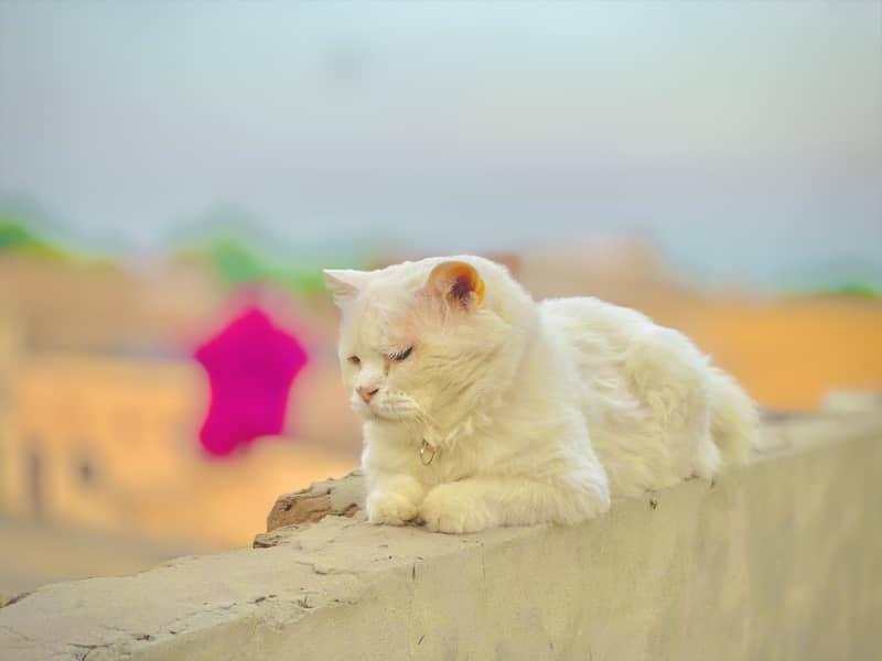 A persion cat 3 rd cot 1