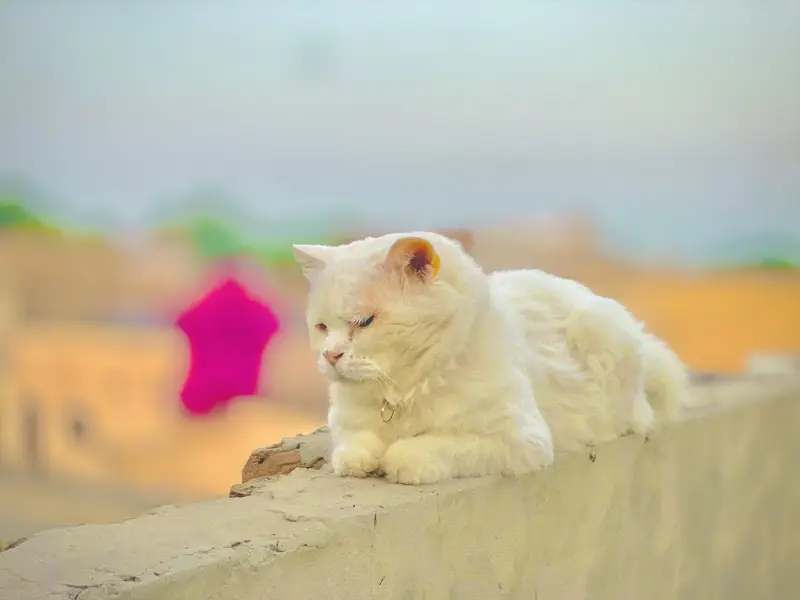 A persion cat 3 rd cot — photo 2