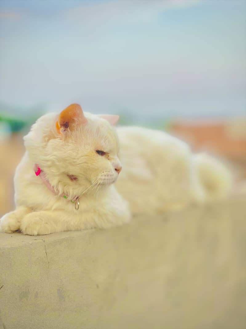A persion cat 3 rd cot 2