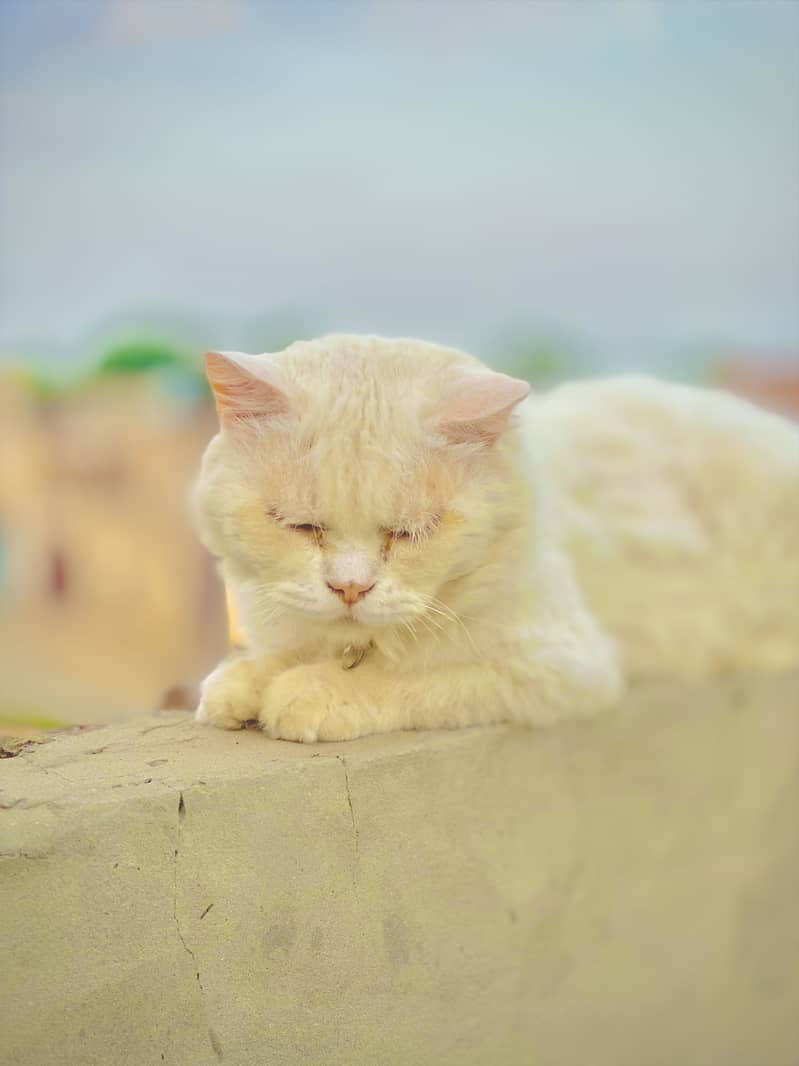 A persion cat 3 rd cot 3
