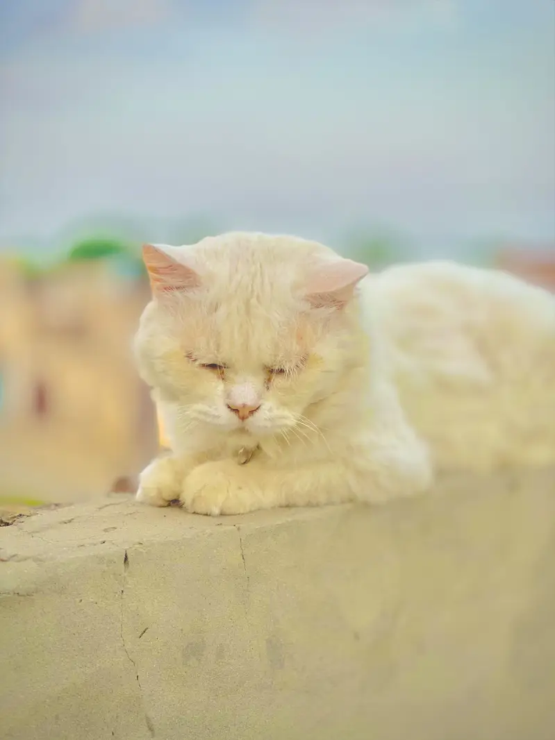 A persion cat 3 rd cot — photo 4
