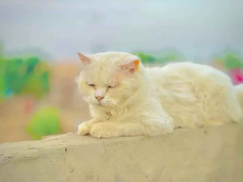 A persion cat 3 rd cot — photo 5