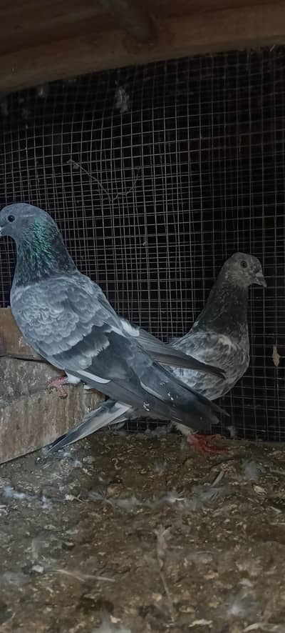 birds