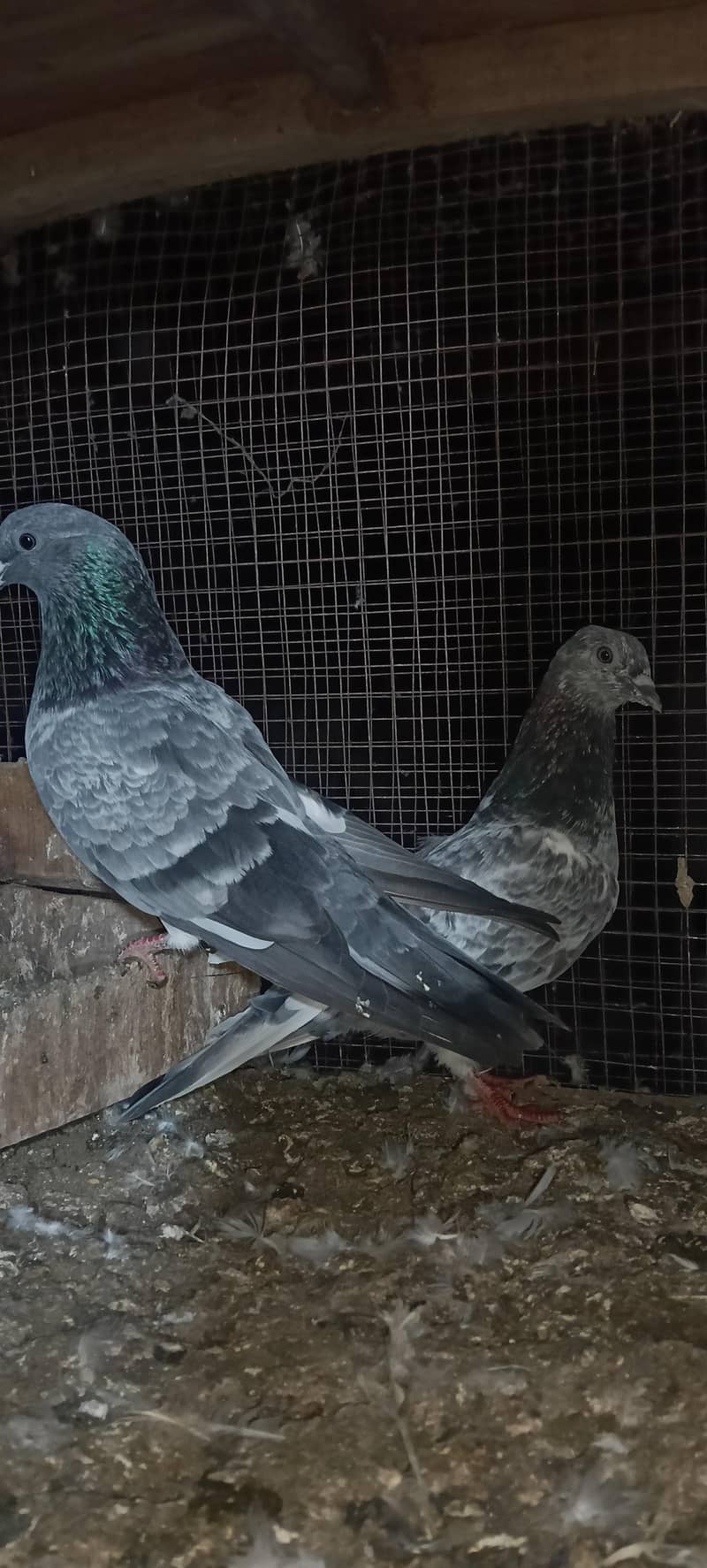 birds 0